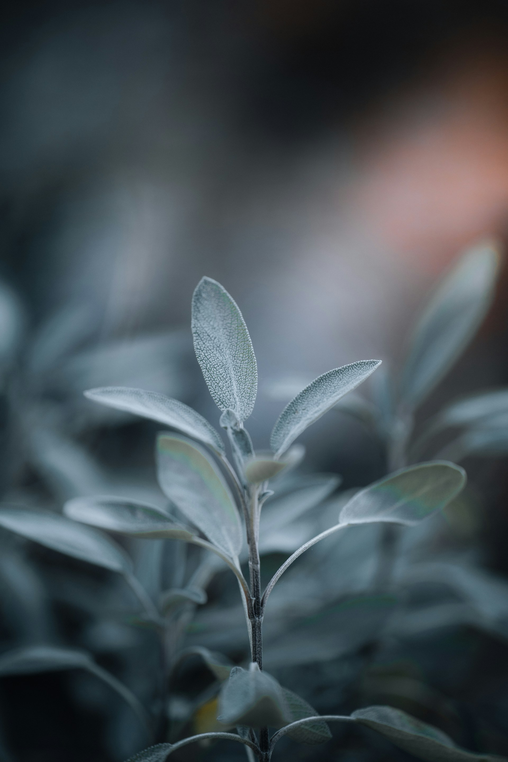 Close detail of sage foliage in soft natural light — calm botanical texture.